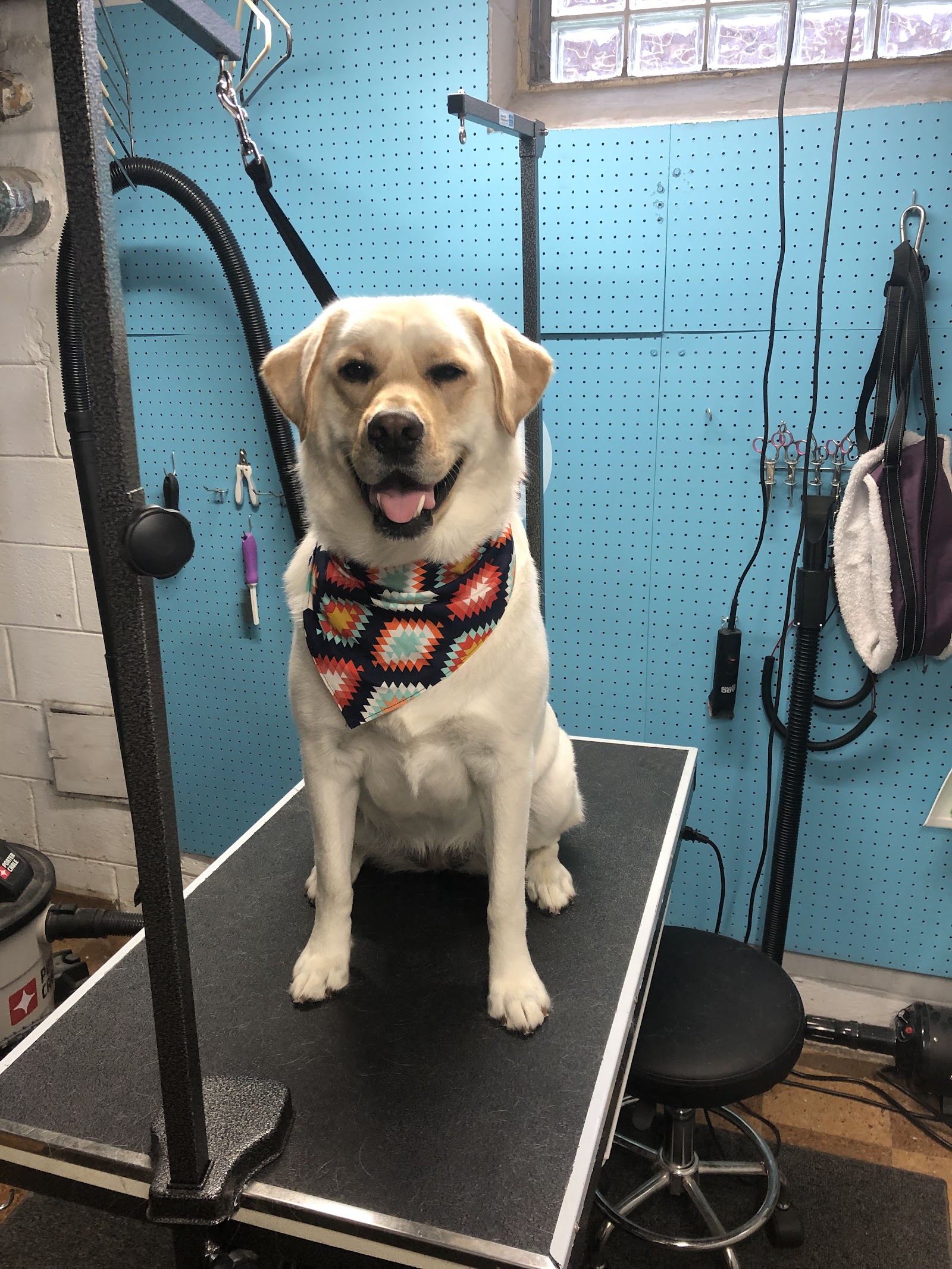 Central Bark Dog Grooming LLC in Dearborn Heights