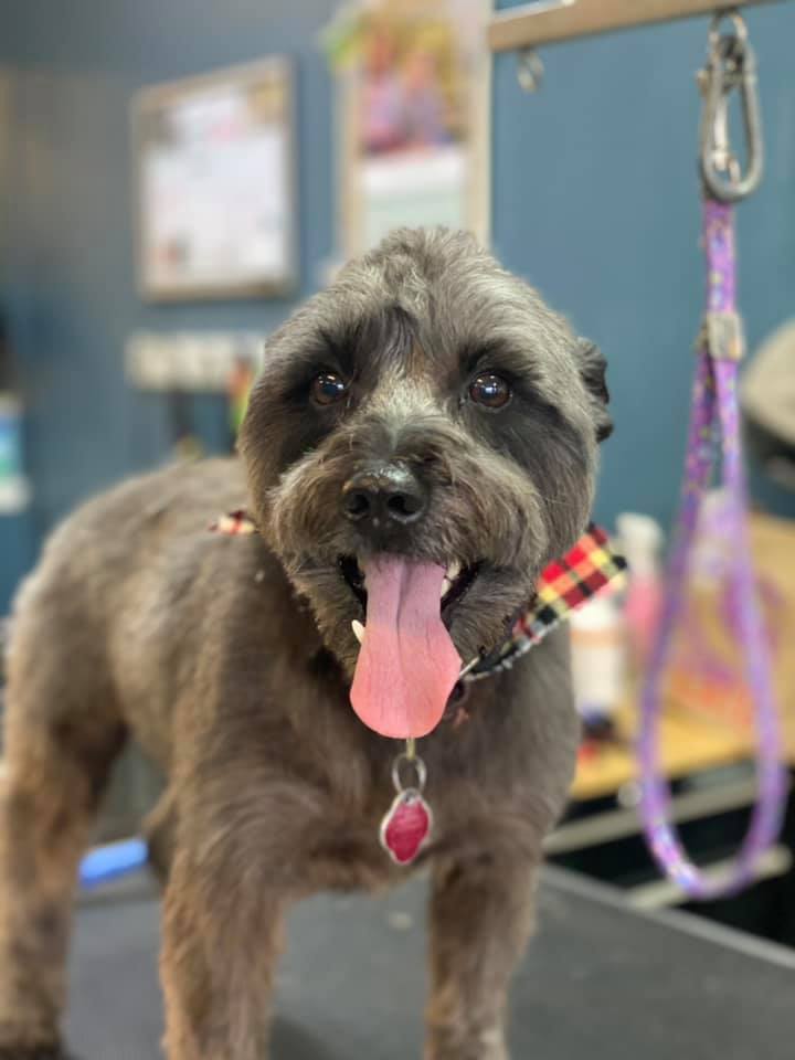 You Dirty Dogs Pet Grooming — photo